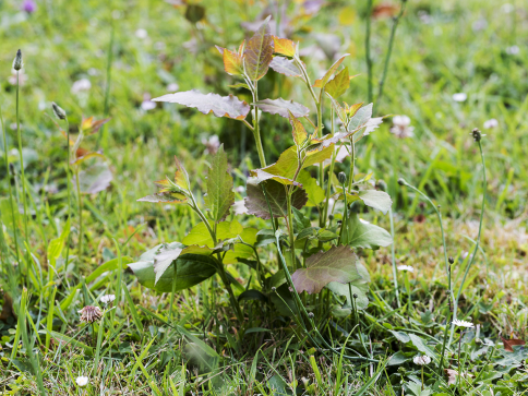 weed sprouting from grass