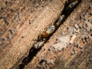 bugs between wood cracks