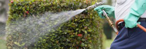 man spraying lawn ornamental to remove insects